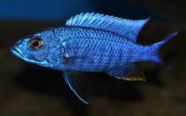 Sciaenochromis fryeri 'Mbenji Island'